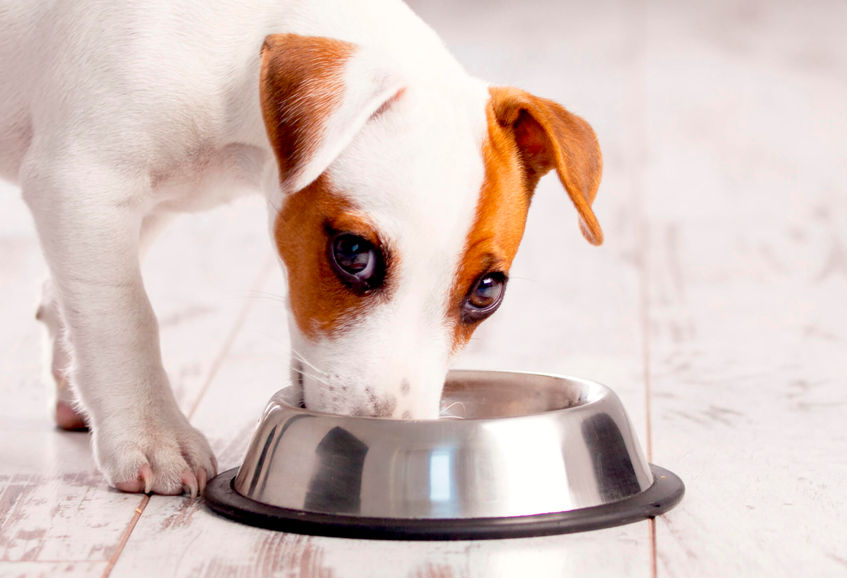 Entenda A Forma Correta De Alimentar Seus Pets